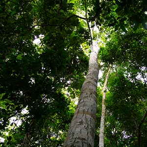 Planting trees in Peru