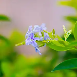 Corporate Sustainability