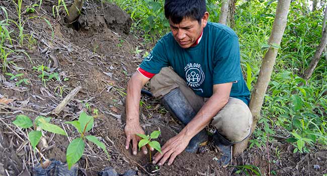 Sustainability-Actions-Trees-Orlando-Planting-Reforestaction-Peru-650x350-25